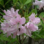 Rhododendron anthopogon