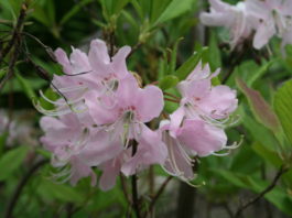 Rhododendron anthopogon