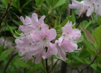 Rhododendron anthopogon