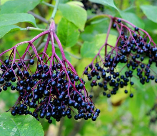 Sambucus-nigra