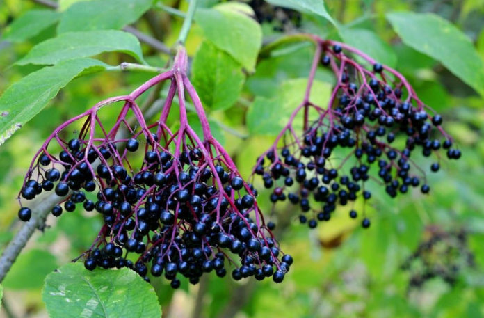 Sambucus-nigra